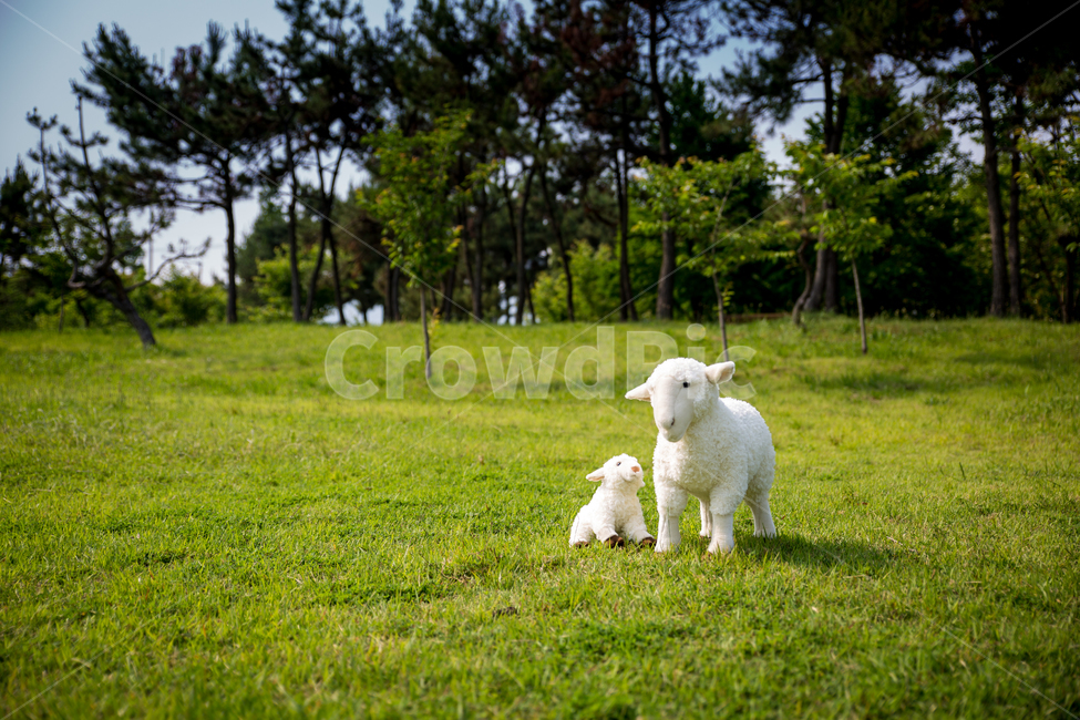양,목양,푸른초장,초장,초원,풀밭,잔디,목축업,목장,livestock farming,ranching,pasture,사물,물건,오브젝트,thing,object,matter
