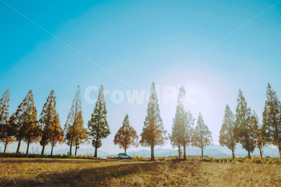 tree,fir,전나무,나무,plant,식물,abies,아비,메타세콰이어,가로수길,가을,감성,가을,계절,fall,autumn,season,자연,풍경,nature,landscape