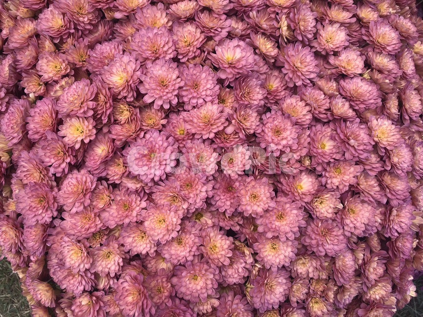 꽃,가을,가을꽃,국화,소국,식물,자연,plants,nature,꽃,flower