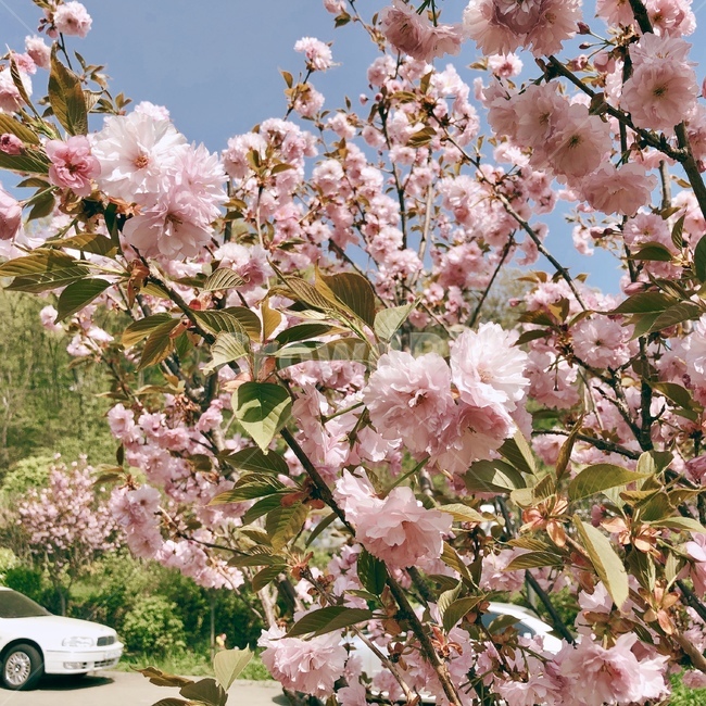 꽃,봄,벚꽃,봄날,소풍