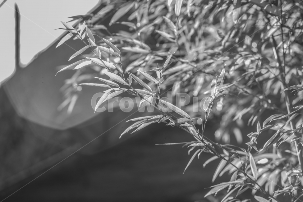흑백,풍경,나무,대나무,햇빛,식물,자연,plants,nature,흑백,모노톤,monochrome,black and white