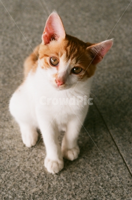 동물,고양이,길고양이,반려묘,필름사진,동물,animal,포유류,mammal,고양이,cat,kitten,kitty,감성,sensible,feeling