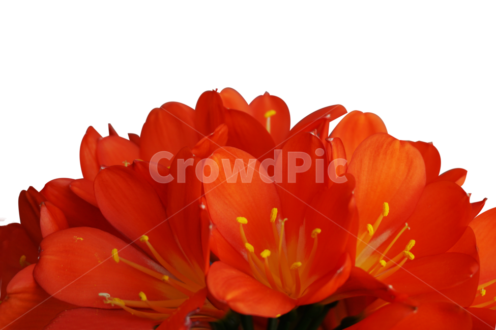 군자란,주황색꽃,자연,식물,꽃,plant,blossom,flower,바탕,베경,background,백그라운드,cliviaminiata