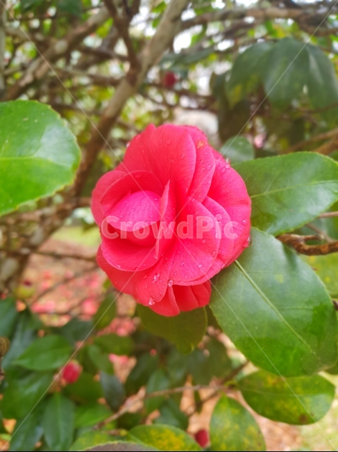 꽃,식물,나무,물방울,잎사귀,식물,자연,plants,nature,꽃,flower