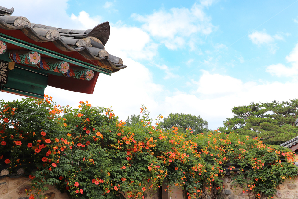 능소화,능소화꽃,여름꽃,하늘,여름