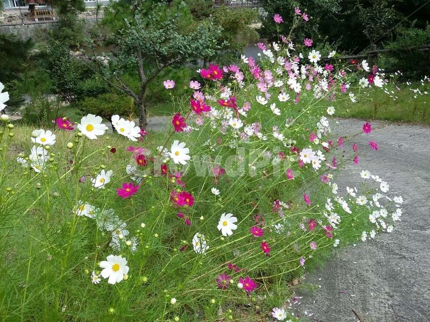 plant,식물,flower,코스모스,자연,꽃,식물,자연,plants,nature,꽃,flower