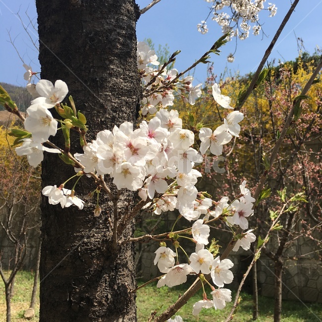 spring,봄,벚꽃,cherryblossom,나무,tree,꽃,flower,자연,nature,식물,자연,plants,nature,꽃,flower