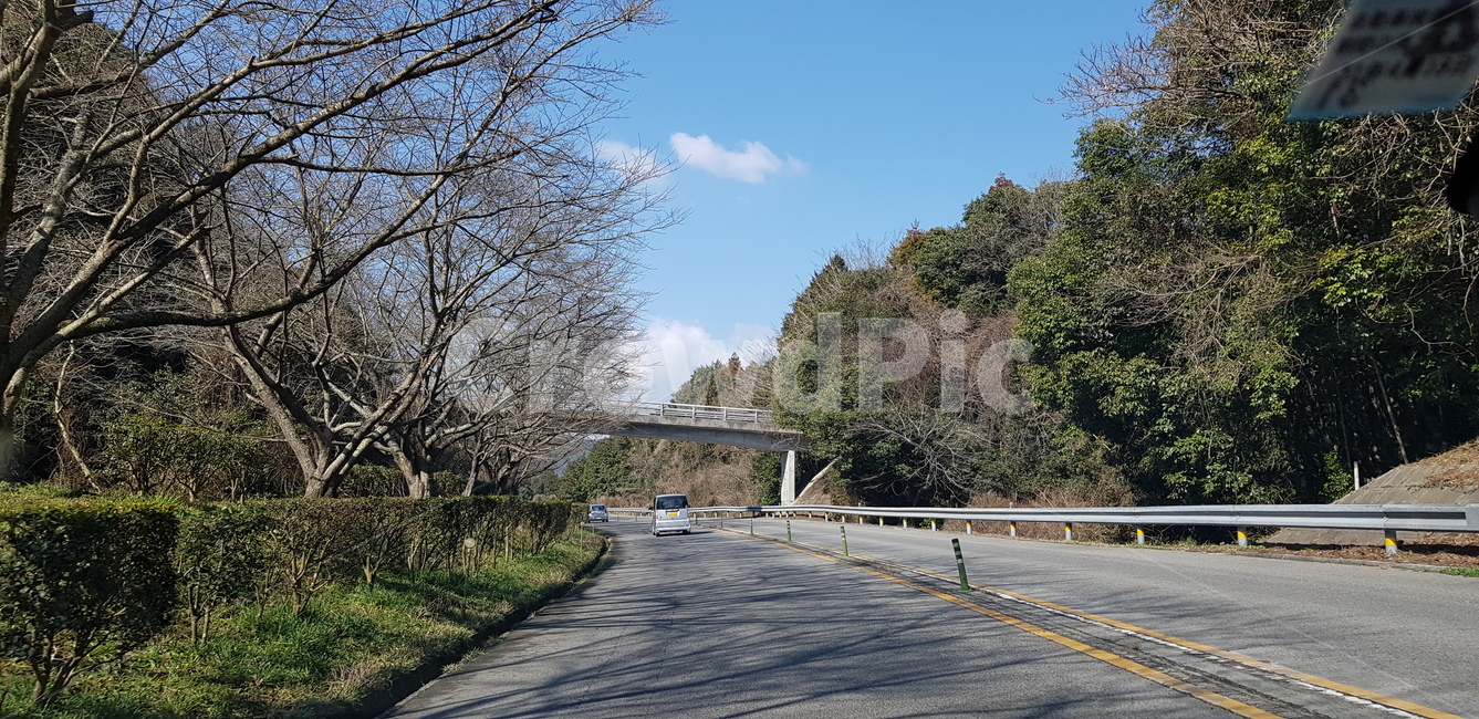 도로,일본,오이타,숲길,청명한하늘
