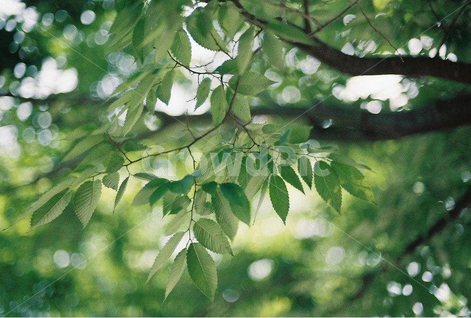 자연,풀,풍경,풍경사진,여름,감성,감성사진,식물,자연,plants,nature