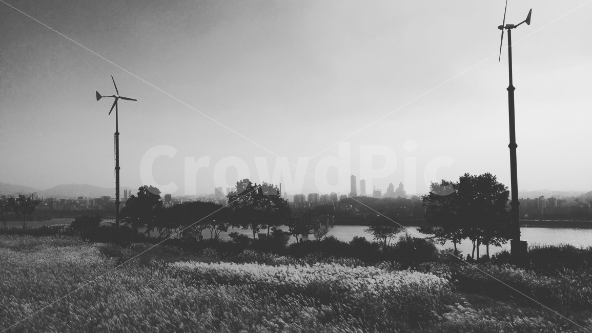 하늘공원,갈대숲,흑백,풍경,고즈넉함,쓸쓸함,자연,풍경,nature,landscape,흑백,모노톤,monochrome,black and white