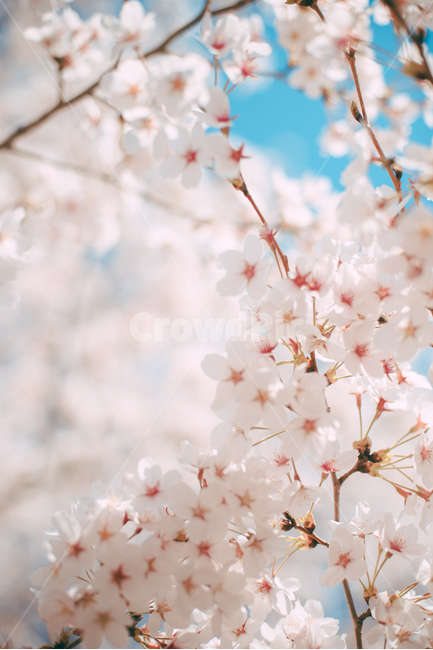 꽃,flower,blossom,식물,plant,봄,벚꽃,벚나무,봄,계절,spring,season