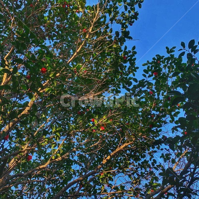식물,tree,나무,동백꽃,풍경