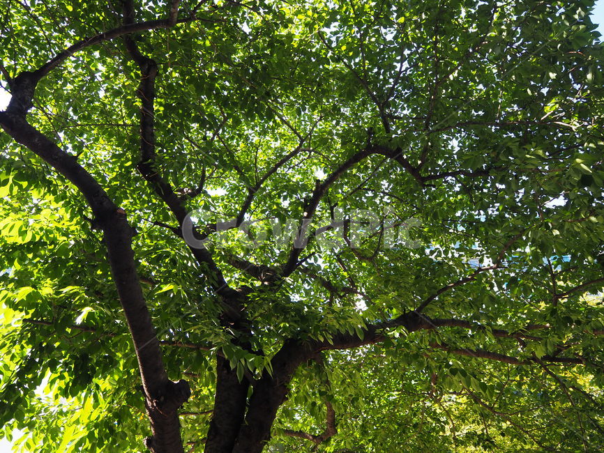 나무,tree,식물,나무줄기,treetrunk,식물,자연,plants,nature,나무,trees,wood