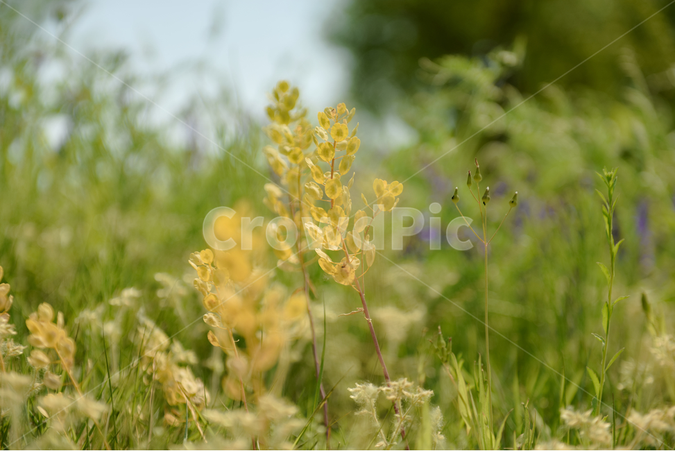 꽃,자연,접사,녹색,힐링,신선함,season,plants,nature,flower,sensible,feeling,색깔,색상,색채,색감,colorsense,colorsensitivity,feelingofcolor,감성,평온함,느낌,휴식,드라이플라워,초록,노랑