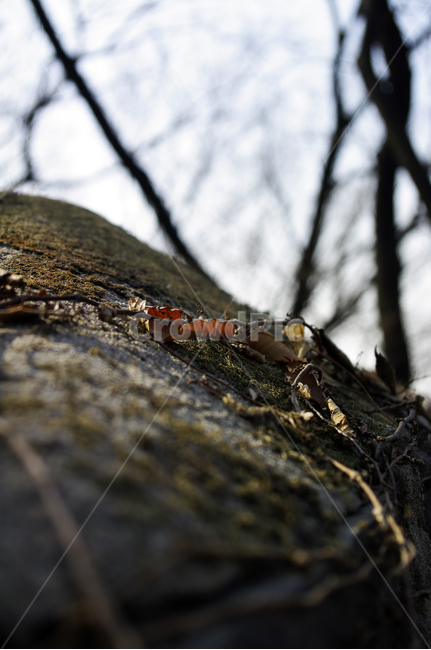 plant,식물,tree,나무,나무줄기,자연,잎