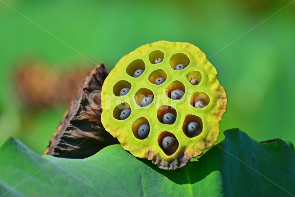 flower,plant,식물,blossom,꽃,연,연씨,연자,연밥,연잎,식물,자연,plants,nature