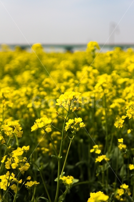 유채꽃,감성,스냅,꽃,노랑,식물,자연,plants,nature,꽃,flower,감성,sensible,feeling