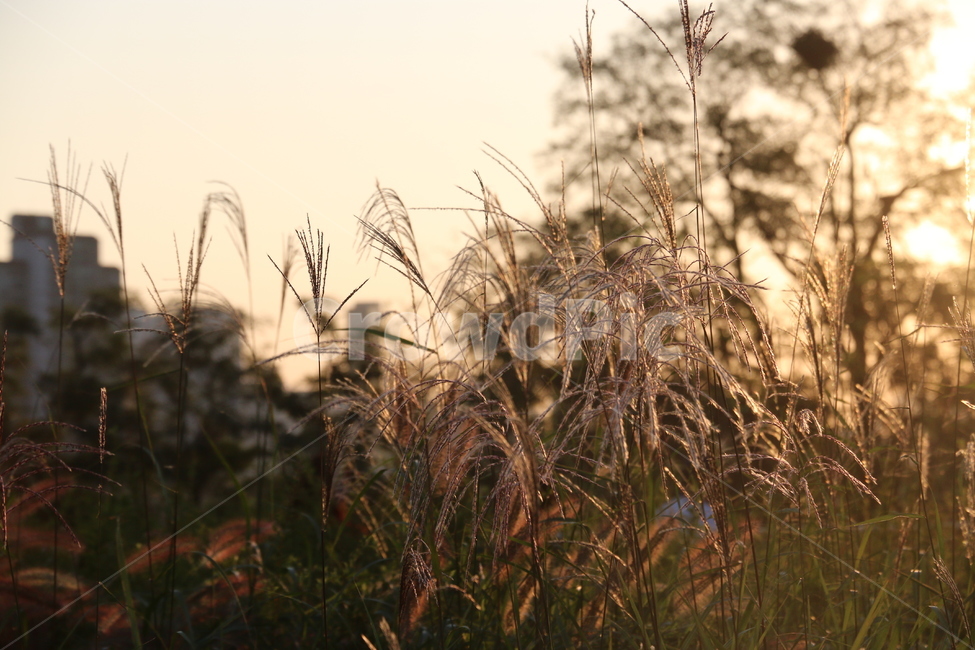 grass,plant,식물,lawn,잔디,reed,갈대,억새,가을,하늘,식물,자연,plants,nature