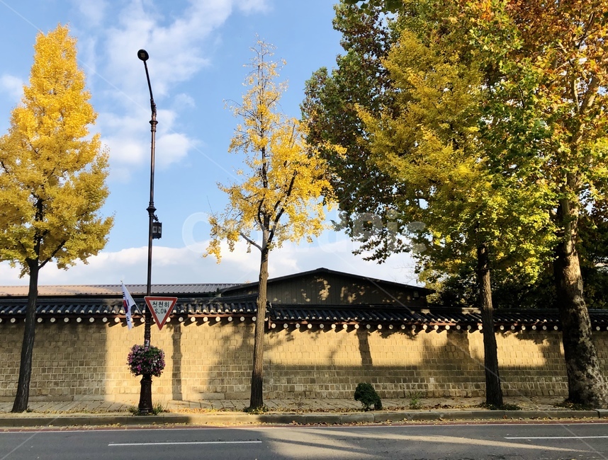 경복궁,단풍나무,낙엽,가을,단풍,단풍잎,은행나무,은행잎,노란단풍,가을풍경,tree,나무,경복궁돌담길,푸른하늘,autumnleaves,autumn,bluesky,autumncolors,walkway,보도