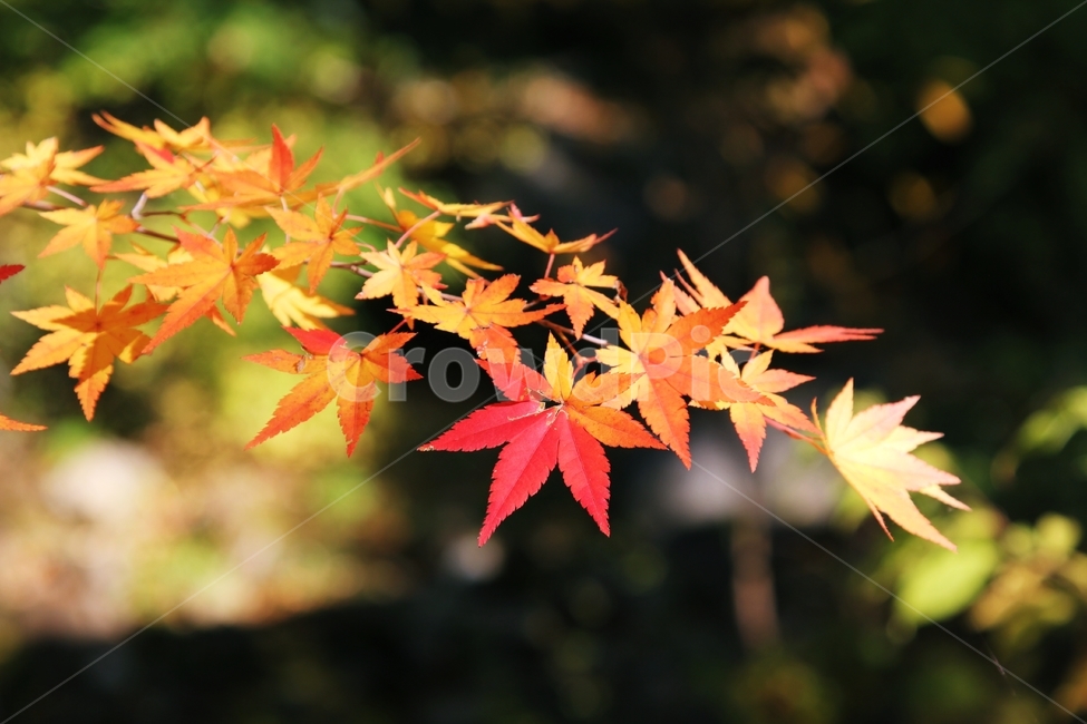 가을,낙엽,단풍,단풍잎,계절,autumnal,colorful,fallen,leaf,nature,plant,scenic,season