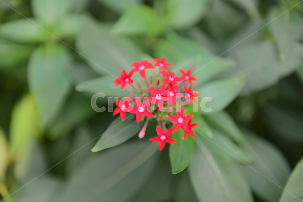 꽃,자연,접사,힐링,신선함,안식처,season,plants,nature,flower,sensible,feeling,색깔,색상,색채,색감,colorsense,colorsensitivity,feelingofcolor,감성,평온함,느낌,휴식,koreanature,landscape