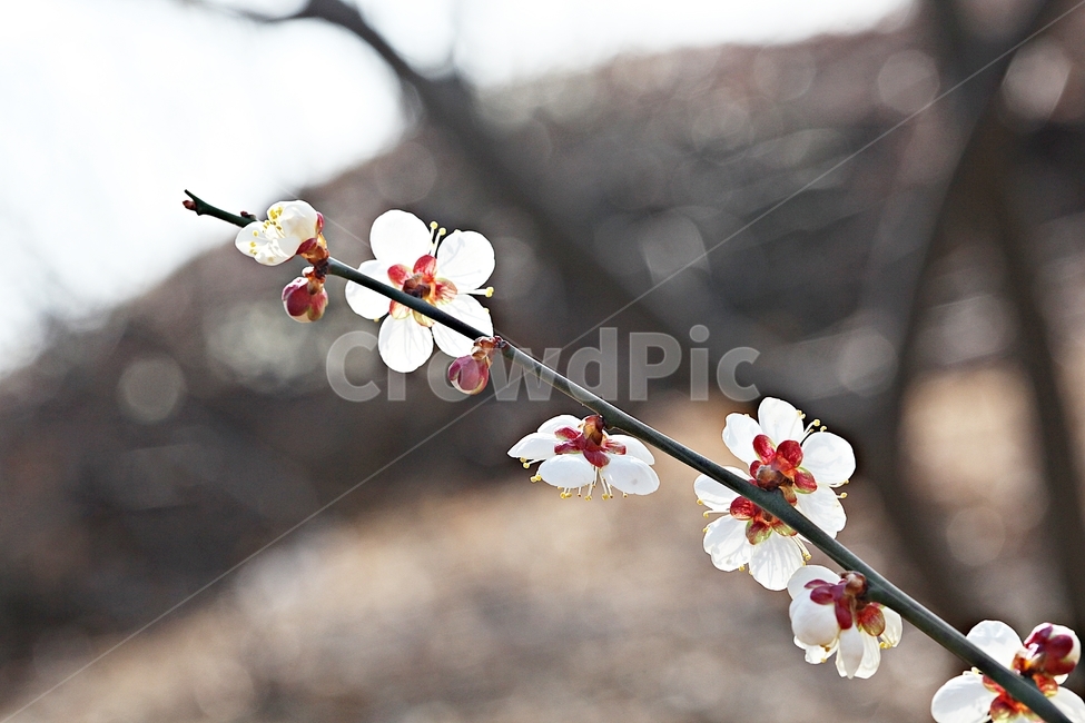 매화꽃,매화,꽃,나무,자연,배경,봄,계절,spring,season,식물,자연,plants,nature,꽃,flower,plant,blossom