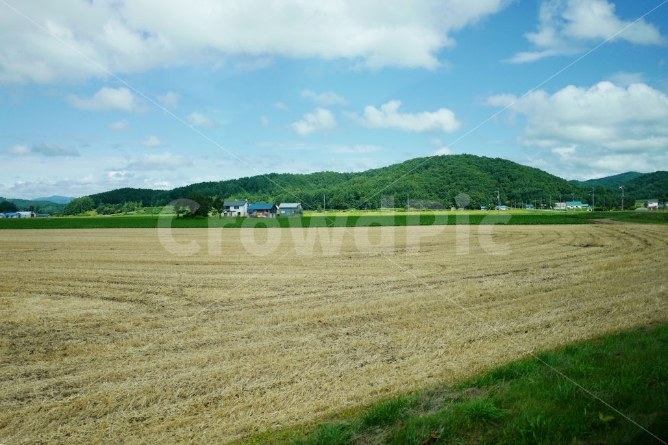 농촌풍경,시골풍경,추수,벼,농작물,곡식,시골,자연,풍경,nature,landscape,시골,마을,country,rural,town,outdoors,옥외,field,들,grassland,목초지