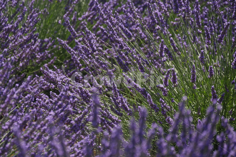 라벤더,관상용라벤더,lavande,보랏빛꽃,라벤더향기,flowers,여름,summer,향기,향수,라벤더밭,보라색,purple,violet,발랑솔,valensole,개화시기,6월,향,바이올렛