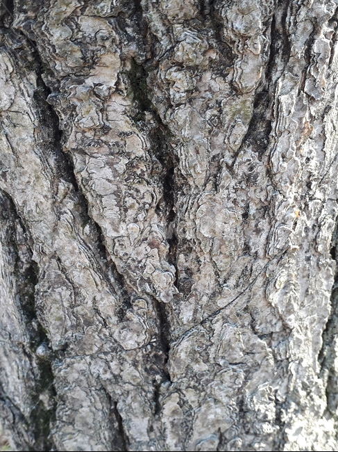 plant,식물,tree,나무,treetrunk,나무결,나무줄,자연