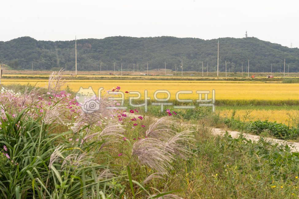 field,Reed,nature,Farm,golden fields,autumn field,Cosmos