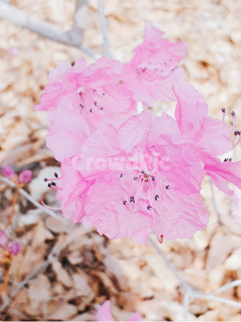진달래,꽃,plant,flower,식물,등산,산,야산,봄,분홍