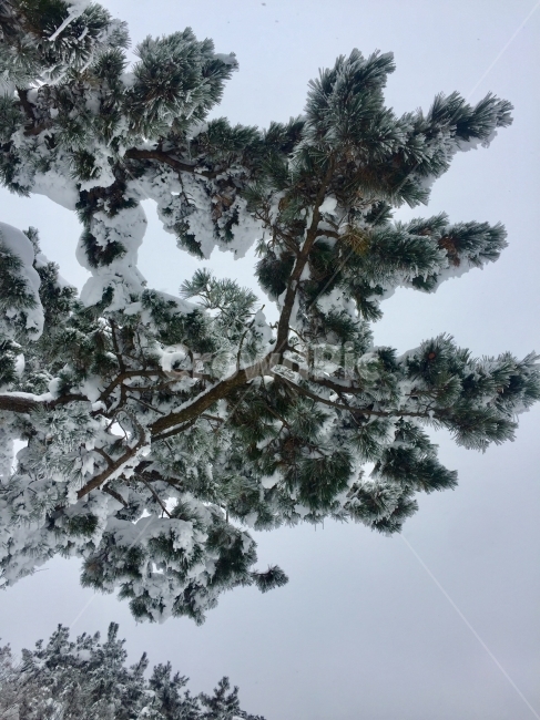 한라산,제주도,설경,겨울,눈,겨울,계절,winter,season,식물,자연,plants,nature,나무,trees,wood