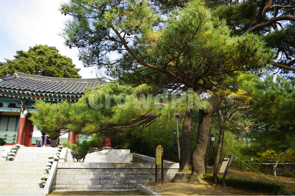 오죽헌,향나무,나무,전각,한국,신사임당,전통,한국전통,한국문화,korean traditional,korean culture,랜드마크,landmark,tourist attraction,한국랜드마크,한국관광지,한국명소,korea landmark,korea tourist attraction,건축물,건물외관,exterior,building,structure,architecture,construction