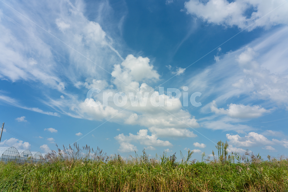 sky,cloud,하늘,구름,자연,풍경,자연,풍경,nature,landscape,식물,plants,grass,잔디,plant,outdoors,옥외,azure sky,푸른 하늘