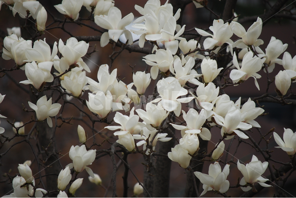 꽃,겨울,봄,봄꽃,목련,흰꽃,flower,whiteflower,magnolia,spring,winter,식물,자연,plants,nature,꽃,flower