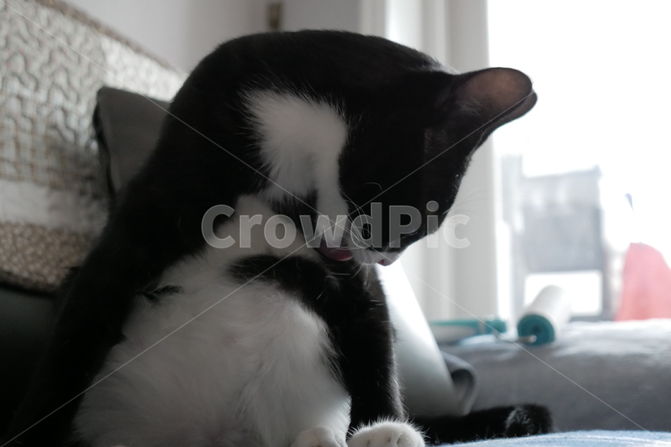 고양이,개냥이,동물,표정,얼굴,귀여운,동물,animal,포유류,mammal,고양이,cat,kitten,kitty