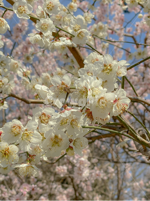 plant,식물,blossom,flower,꽃,봄,입춘,cherryblossom,벚꽃