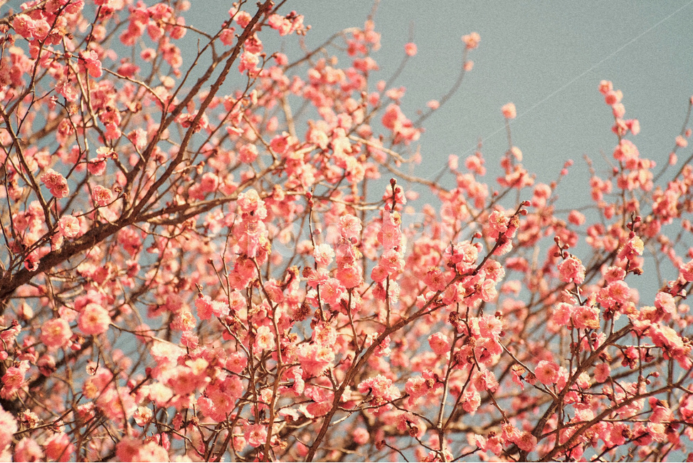 꽃,매화,홍매화,분홍색,하늘,식물,자연,flower,pink,sky,nature,plant,식물,자연,plants,nature,꽃,flower,감성,sensible,feeling,색깔,색상,색채,색감,color sense,color sensitivity,feeling of color