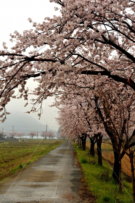 여행,봄,벚꽃,꽃길,힐링,봄,계절,spring,season,자연,풍경,nature,landscape,한국자연풍경,한국자연경관,korea nature landscape,식물,plants,나무,trees,wood,plant,blossom,꽃,flower,cherry blossom