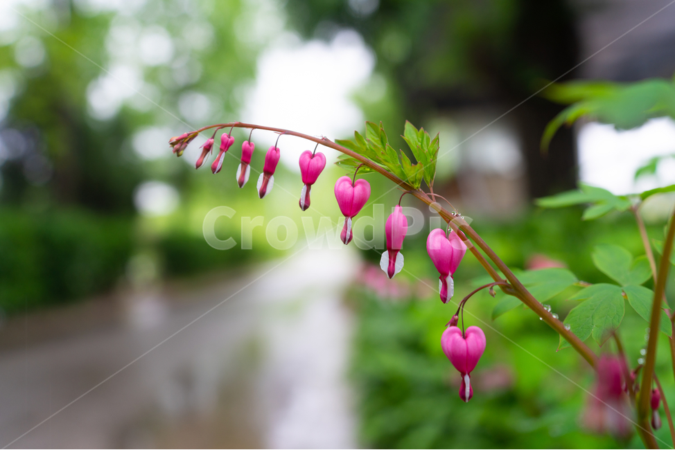 금낭화,꽃,dicentraspectabilis,자연,flower,natural,식물,자연,plants,nature,꽃,flower