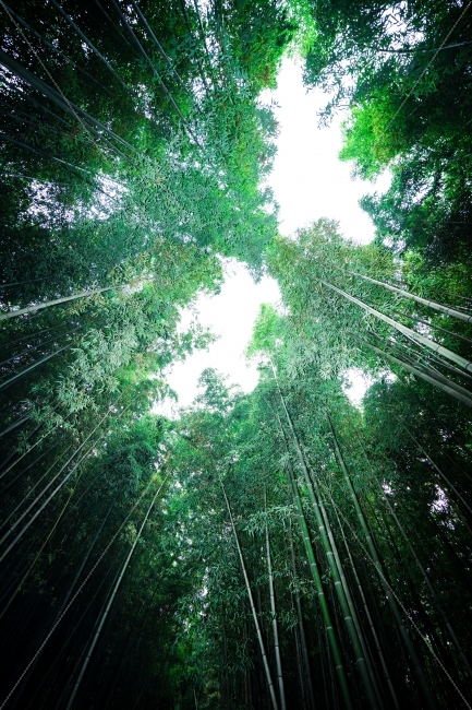 나비,대나무,나무가만든나비,하늘,큰나비,담양,죽녹원,자연,풍경,nature,landscape,휴식,힐링,rest,relaxation,healing,plant,식물