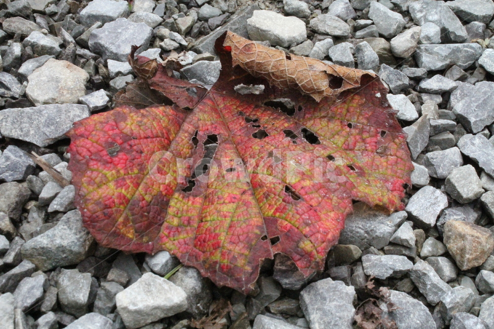 단풍,가을,엽록소,잎,redleaves,낙엽,가을,계절,fall,autumn,season,식물,자연,plants,nature,leaf,plant,rubble,파편,tree,나무