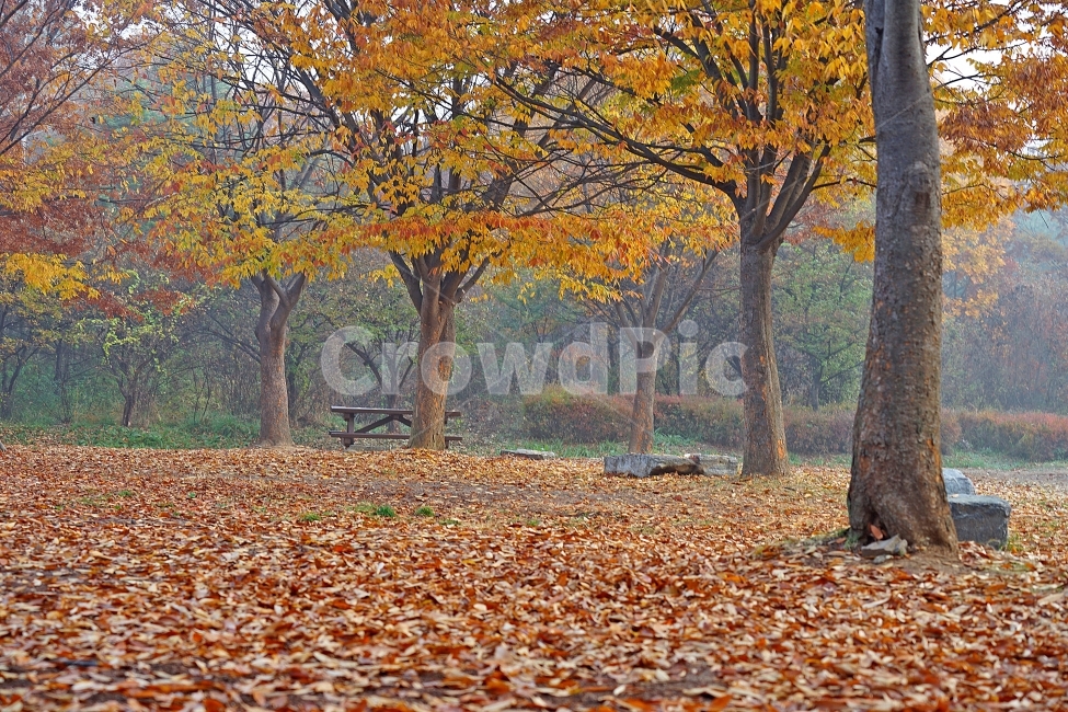 인천대공원,가을,단풍,안개,새벽,공원,가을,계절,fall,autumn,season,자연,풍경,nature,landscape,한국자연풍경,한국자연경관,korea nature landscape,식물,plants,나무,trees,wood,tree,plant,tree trunk,나무 줄기