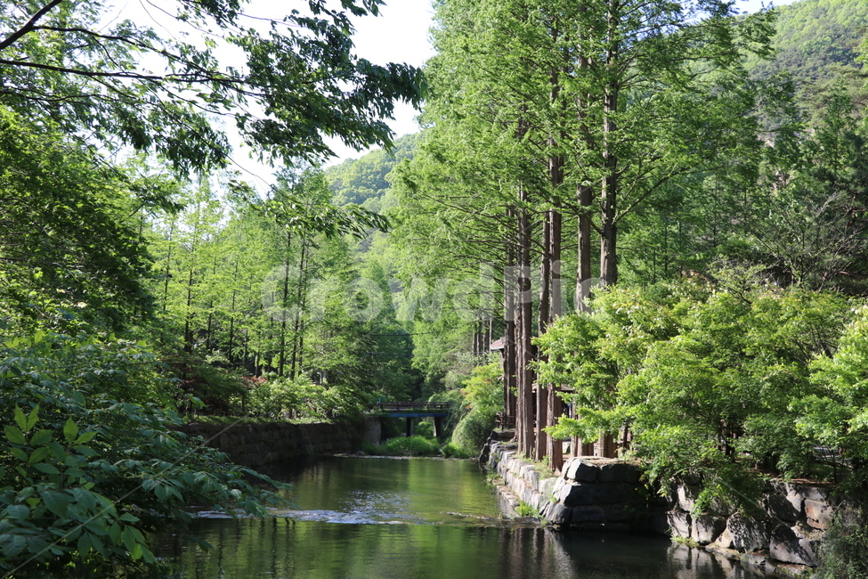 메타쉐콰이어,숲,대전풍경,장태산,푸른숲,자연,풍경,nature,landscape,water,물,outdoors,옥외