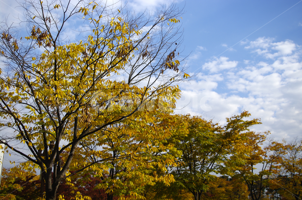 나무,가을,자연,nature,식물,plant,하늘,구름,가을,계절,fall,autumn,season,자연,풍경,nature,landscape,tree,tree trunk,나무 줄기