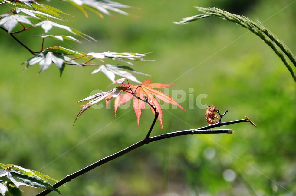식물,자연,봄,정원,나뭇잎,식물,자연,plants,nature