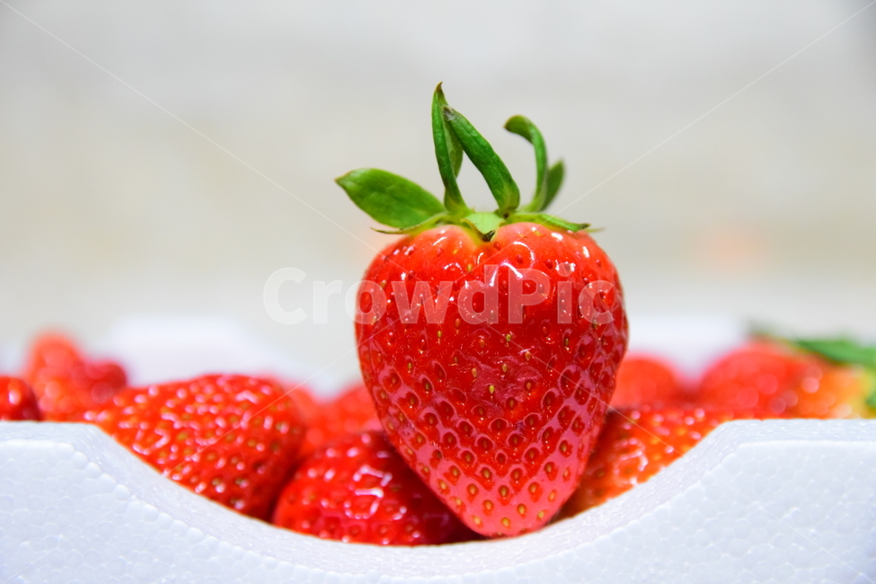 딸기,음식,과일,푸드,후식,스트로베리,strawberry,빨강,dessert,신선한,식재료,요리,food,음식,식재료,요리,food,cook,meal,dishes,food reserves,과일,열매,fruit