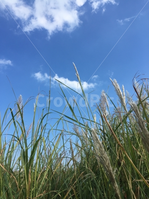 하늘,갈대,구름,맑음,풀,버들강아지,잎,초록,파랑,가을하늘,sky,grass,leaf,fall,cloud,blue,자연,풍경,nature,landscape,plant,식물,잔디,lawn