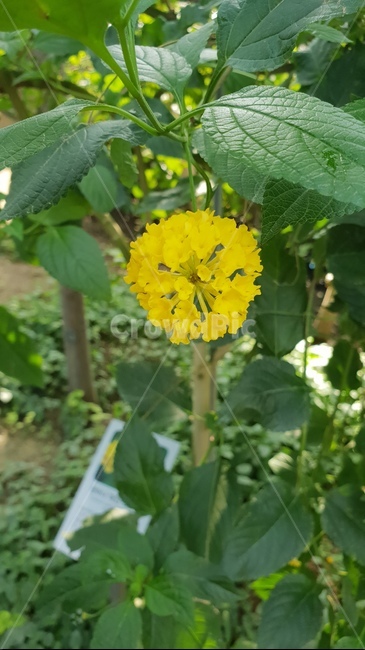 plant,식물,꽃,나무,자연,flower,식물,자연,plants,nature,꽃,flower