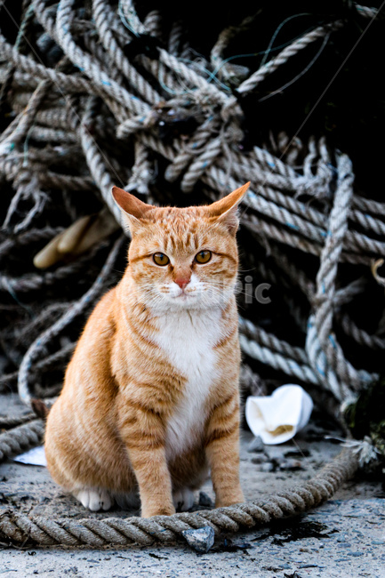 애완동물,고양이,동물,포유류,cat,동물,animal,포유류,mammal,고양이,cat,kitten,kitty
